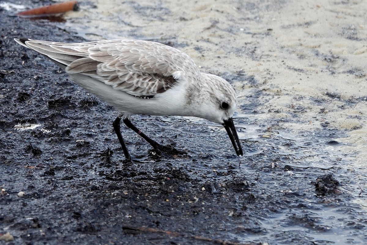 Sanderling - ML644305684