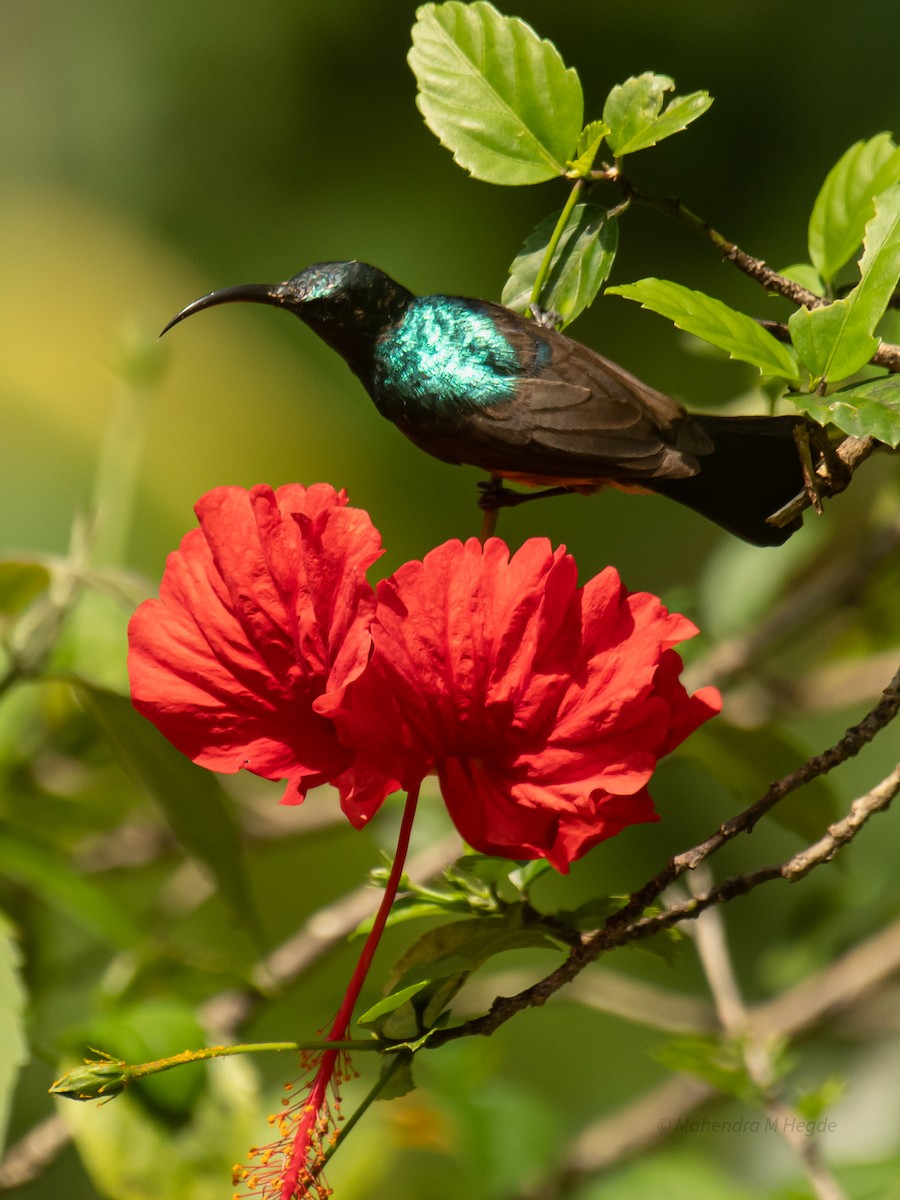 langnebbsolfugl - ML644305685