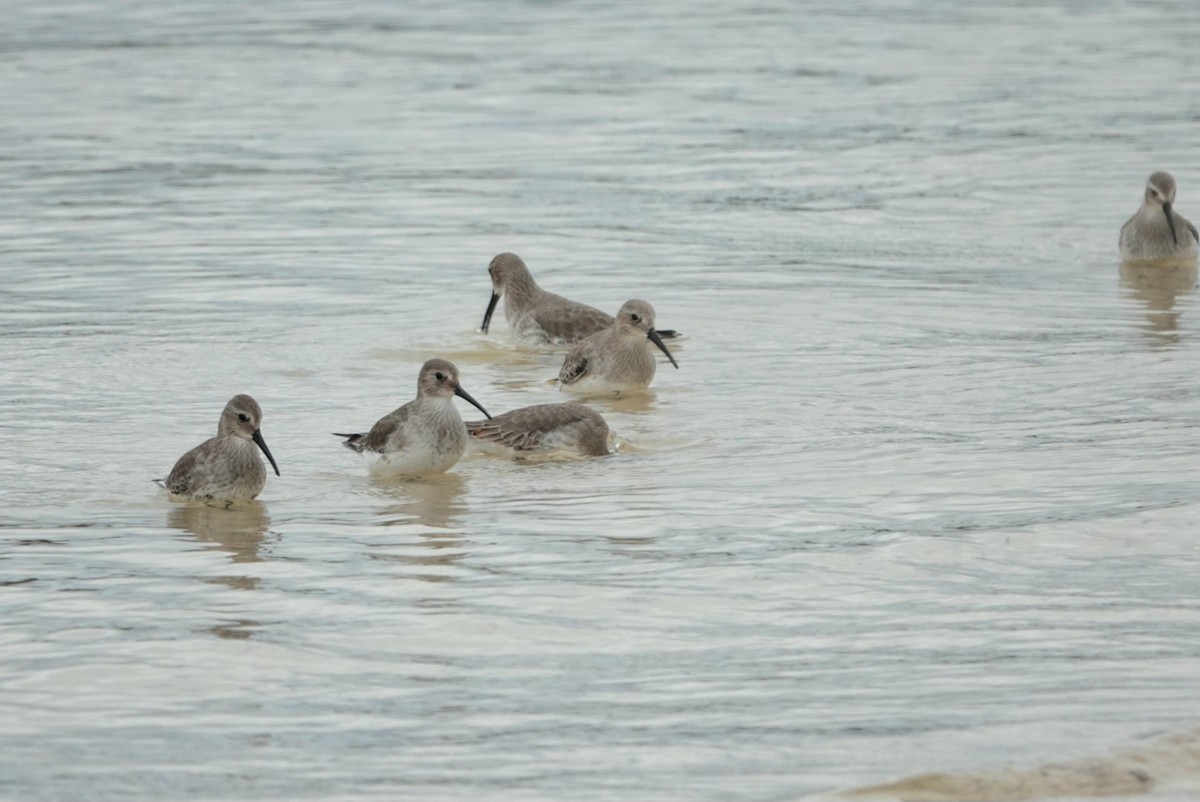Dunlin - ML644305708