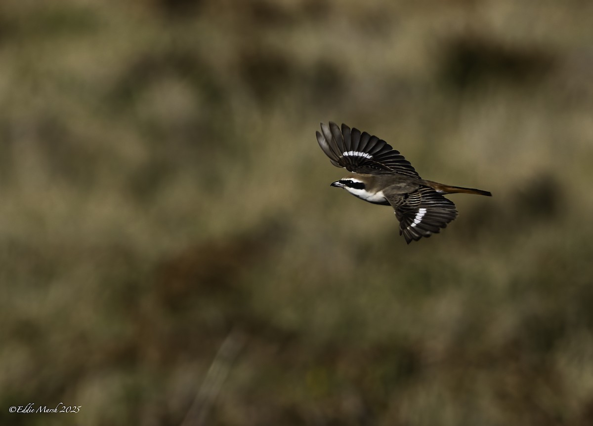 Antzandobi buztangorria - ML644305711