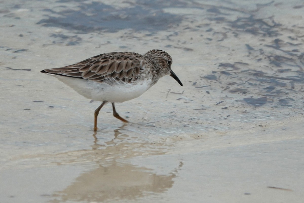 Least Sandpiper - ML644305716