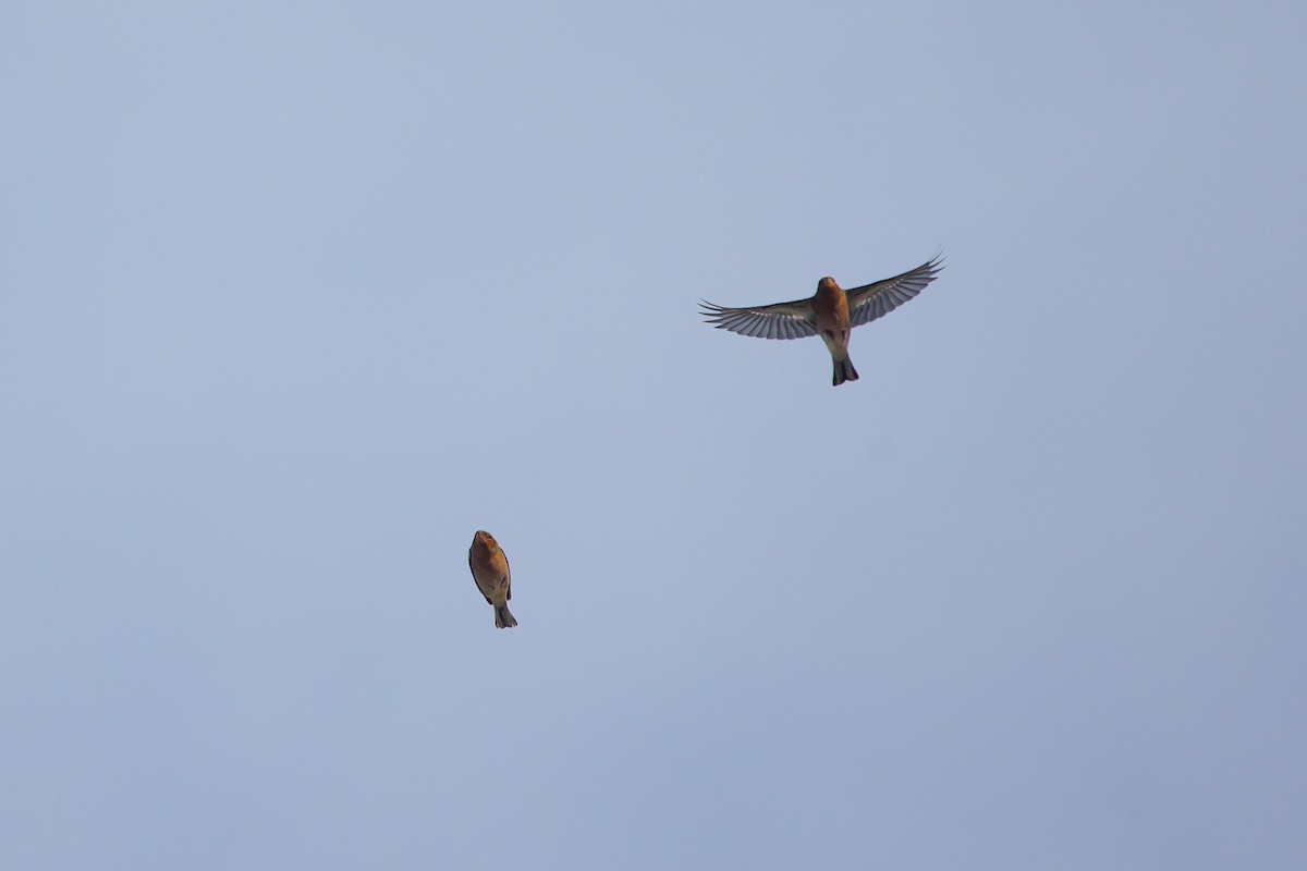 Зяблик звичайний - ML644305717