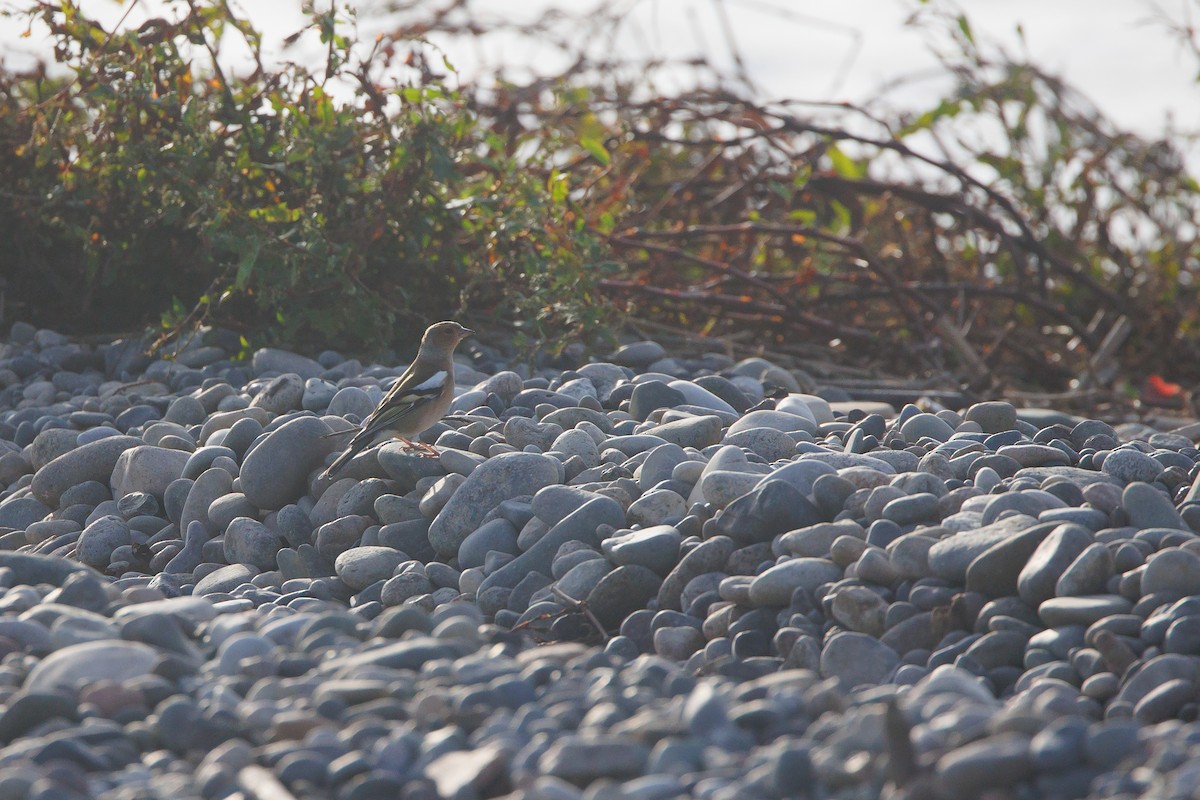 Зяблик звичайний - ML644305718