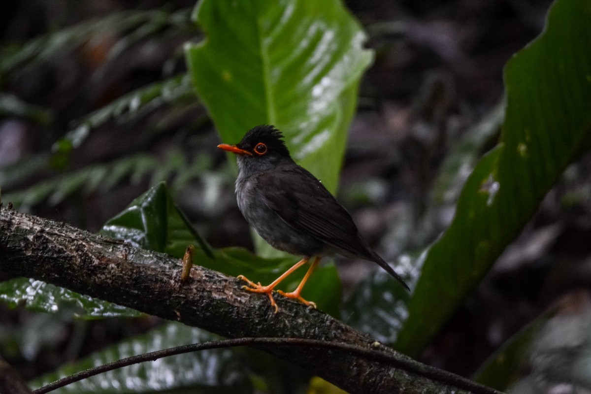 Slaty-backed Nightingale-Thrush - ML644305719