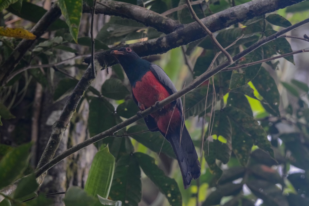 Gri Kuyruklu Trogon - ML644305720