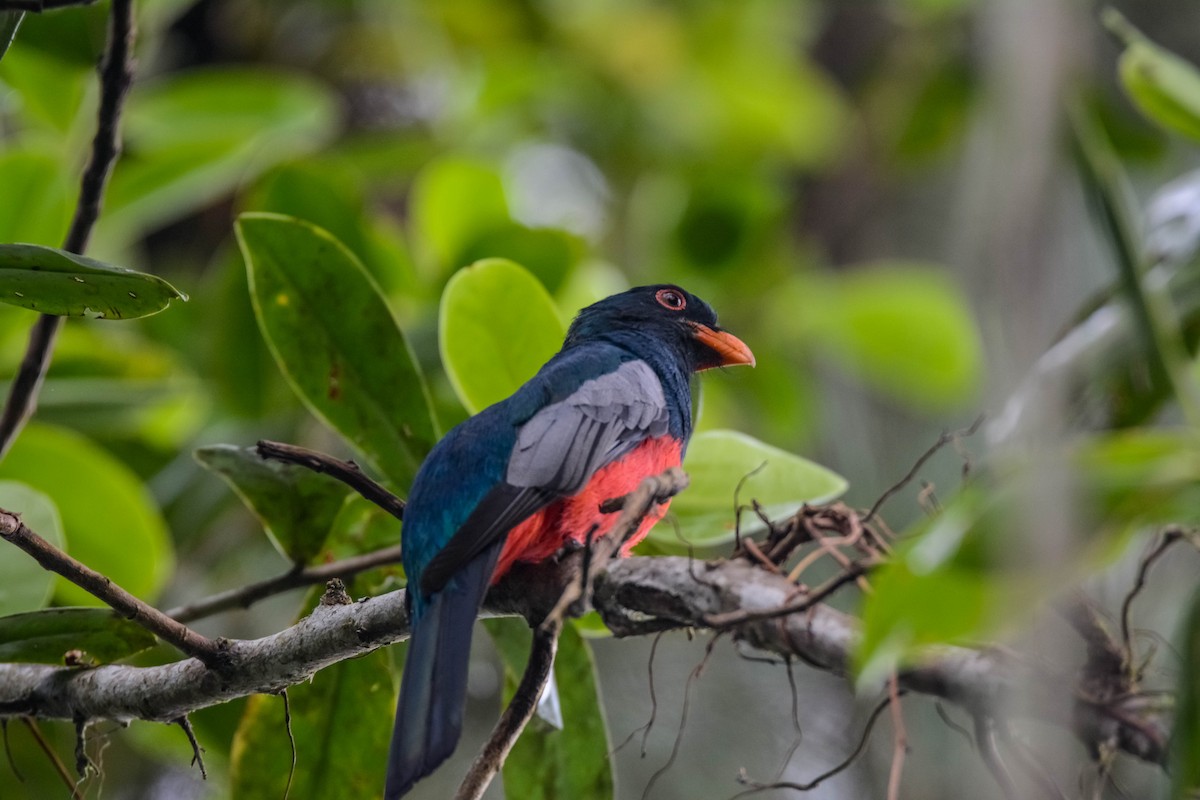 Gri Kuyruklu Trogon - ML644305721