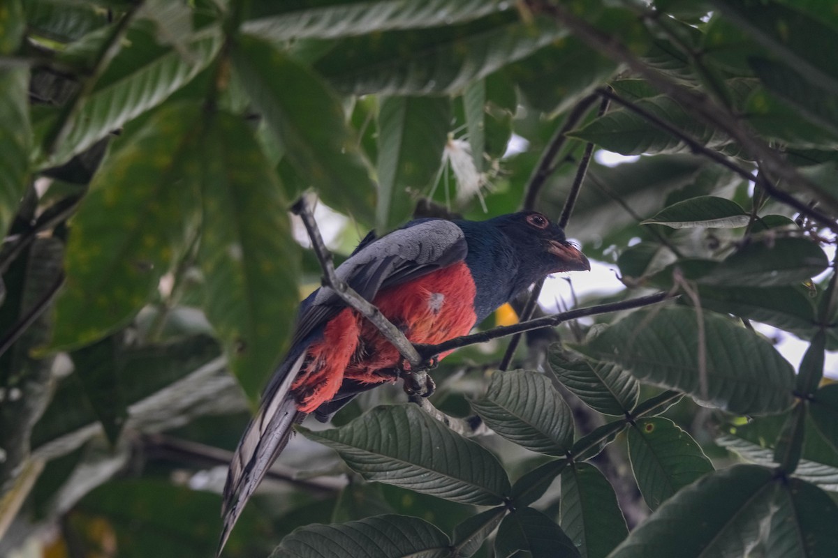 Gri Kuyruklu Trogon - ML644305722