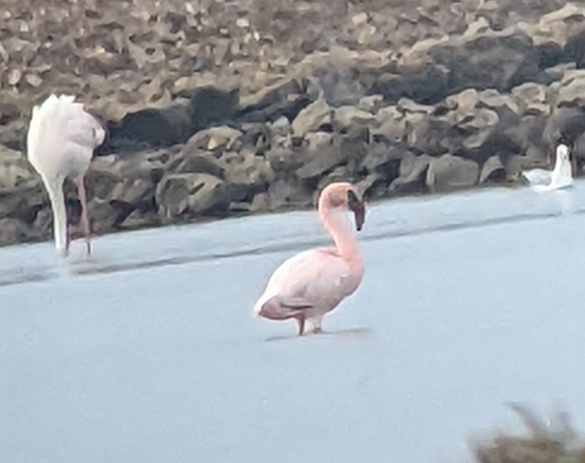 Flamant nain - ML644305729