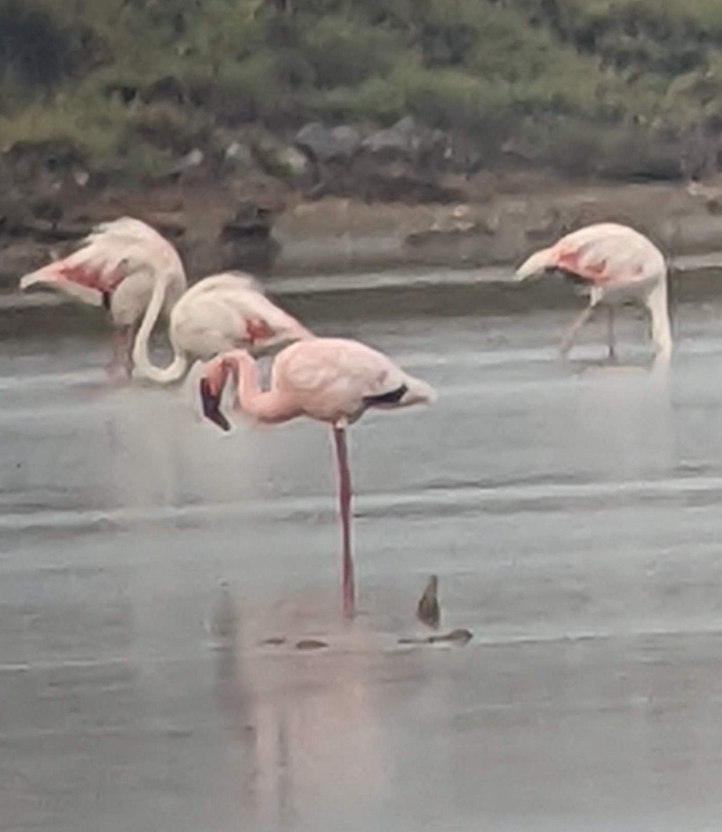 Flamant nain - ML644305730