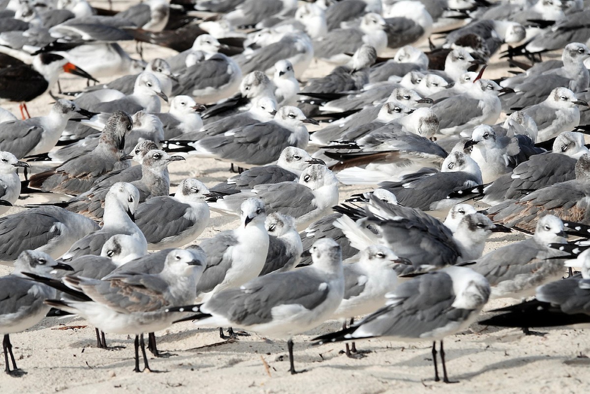 Laughing Gull - ML644305757
