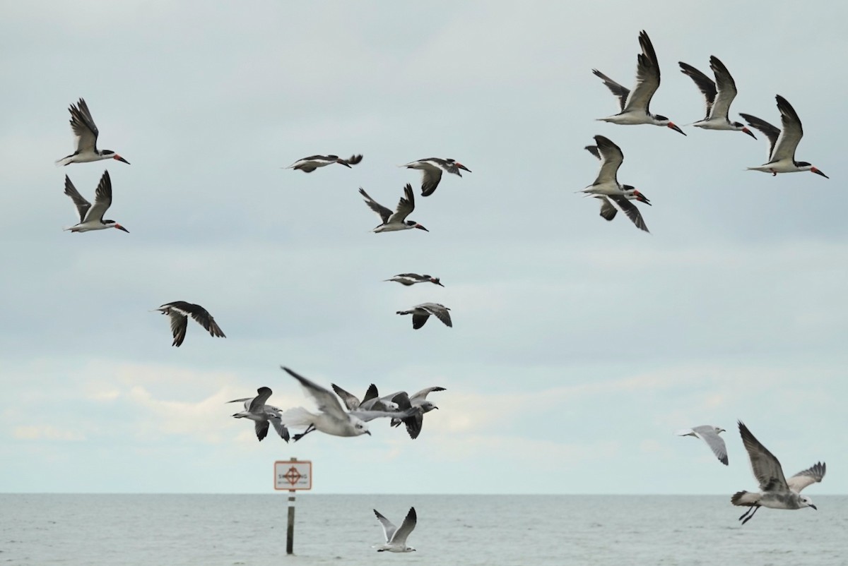 Black Skimmer - ML644305765