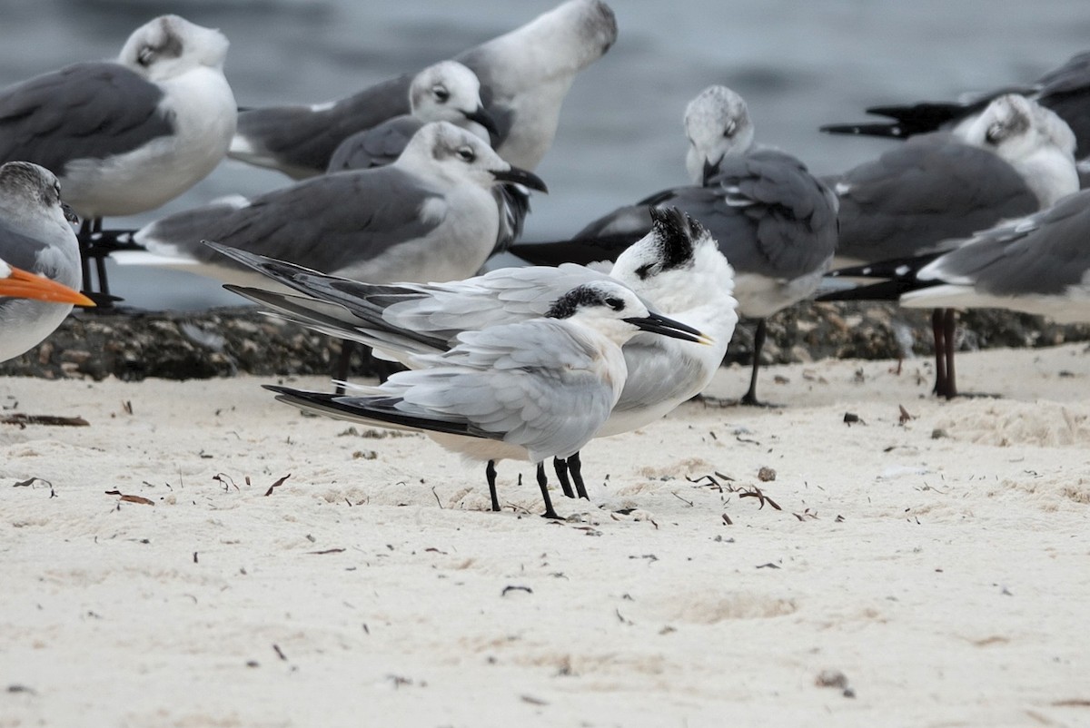 Sandwich Tern - ML644305777