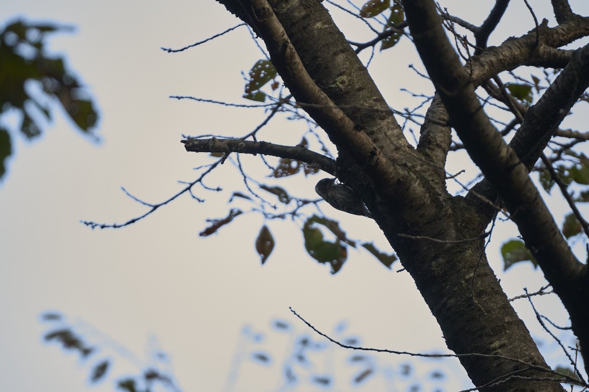 Japanese Pygmy Woodpecker - ML644305786
