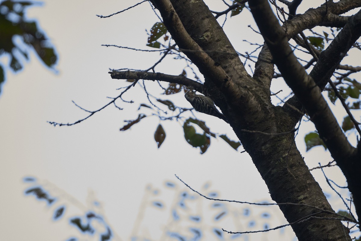 Japanese Pygmy Woodpecker - ML644305787