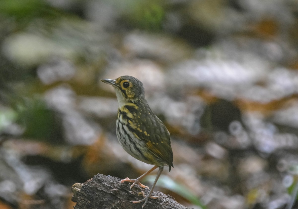Grallaire à lunettes - ML644305792