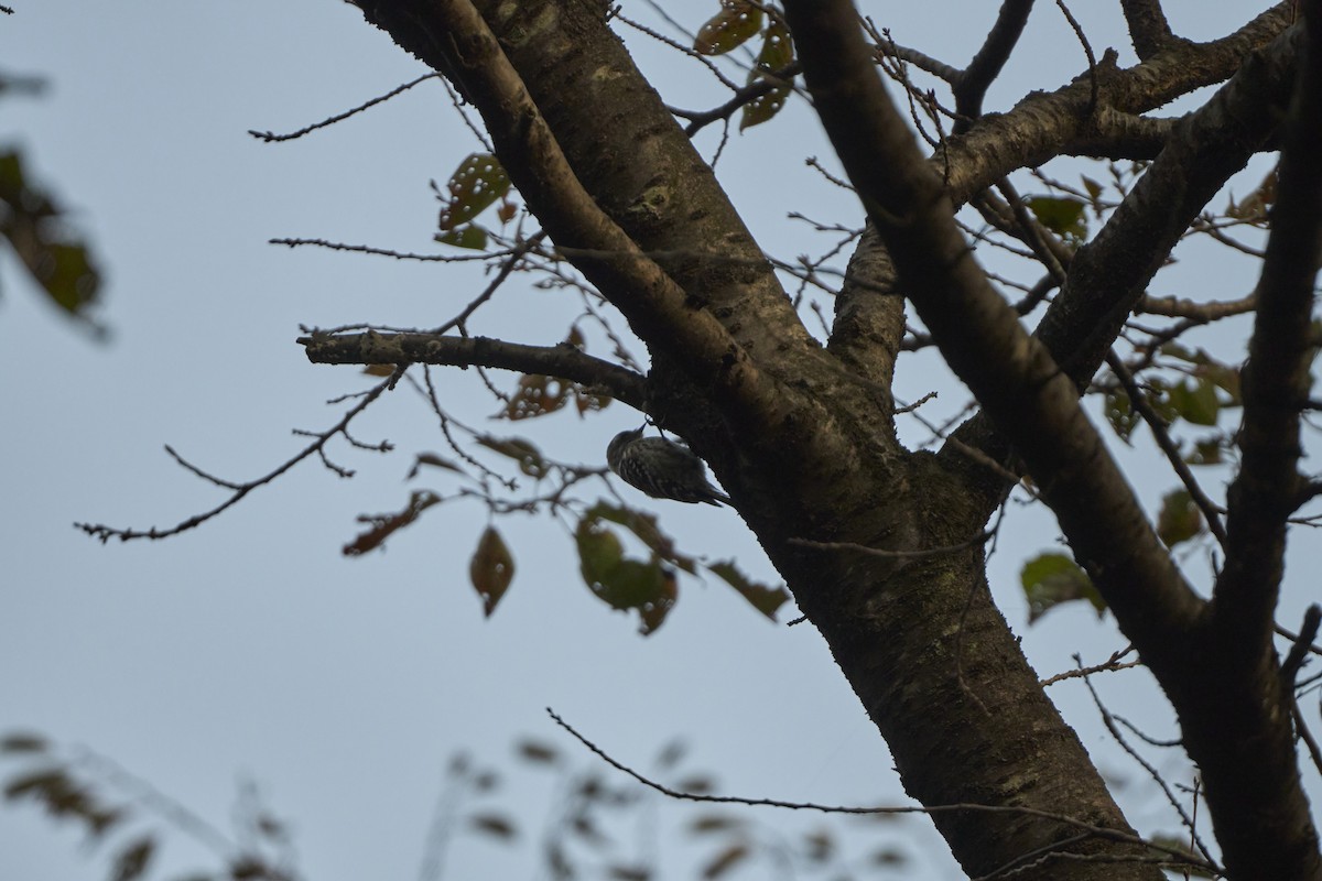 Japanese Pygmy Woodpecker - ML644305793