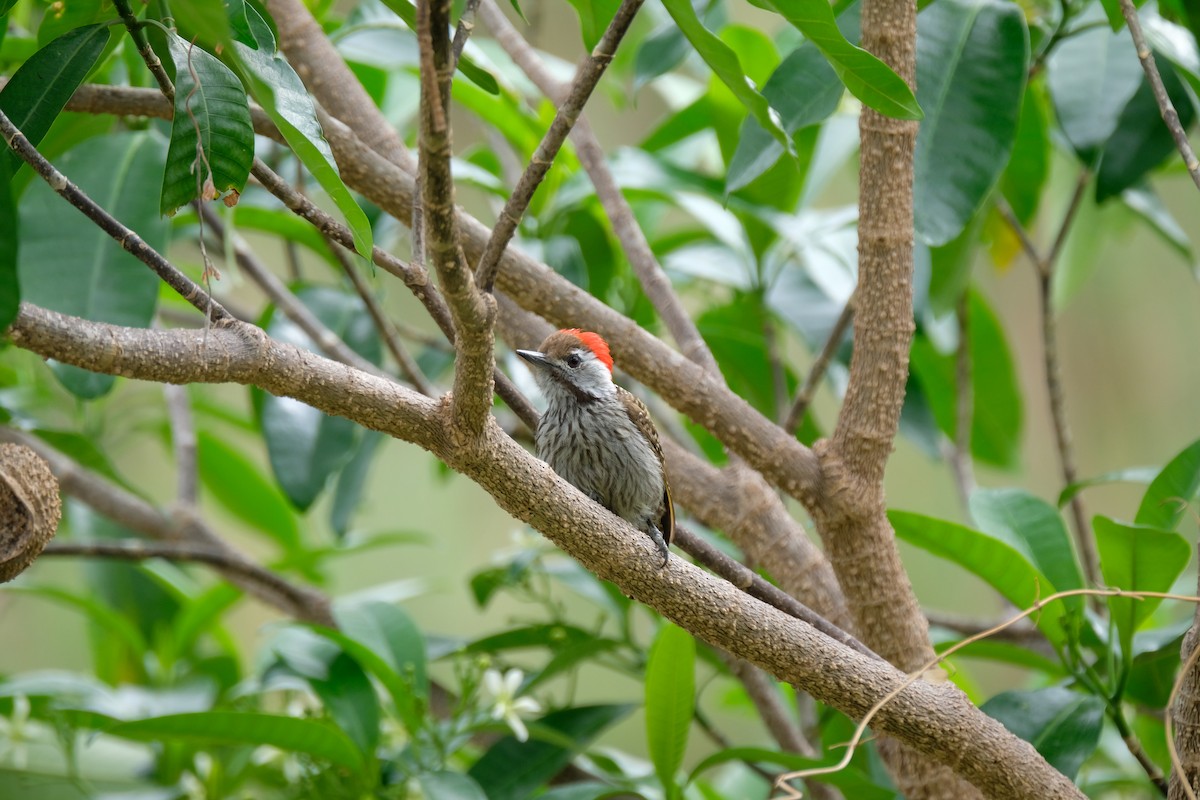 Cardinal Woodpecker - ML644305803