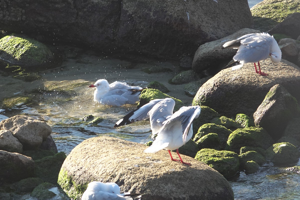 Silver Gull - ML644305807