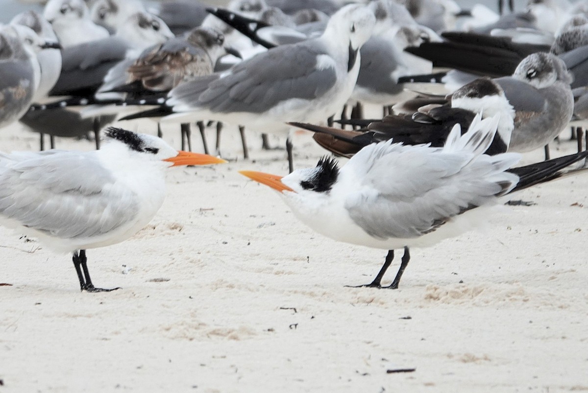 Royal Tern - ML644305810
