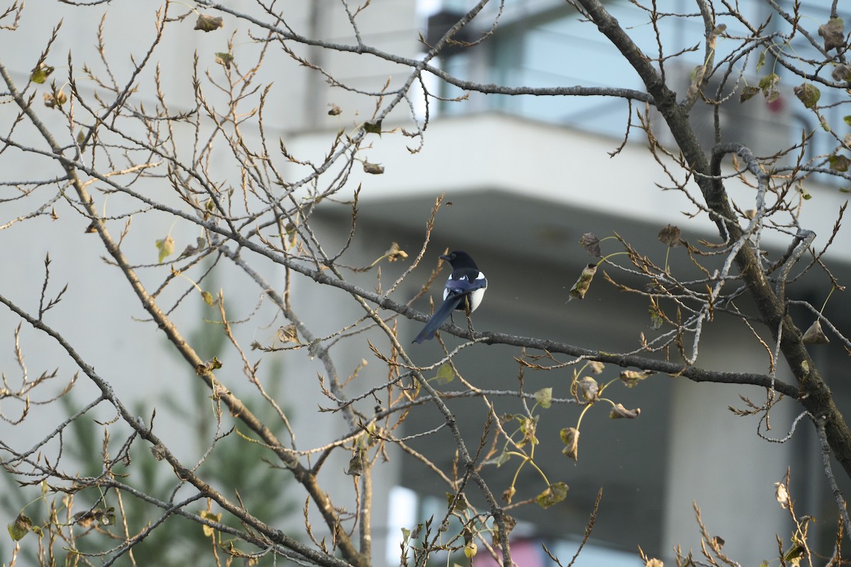 Oriental Magpie - ML644305813