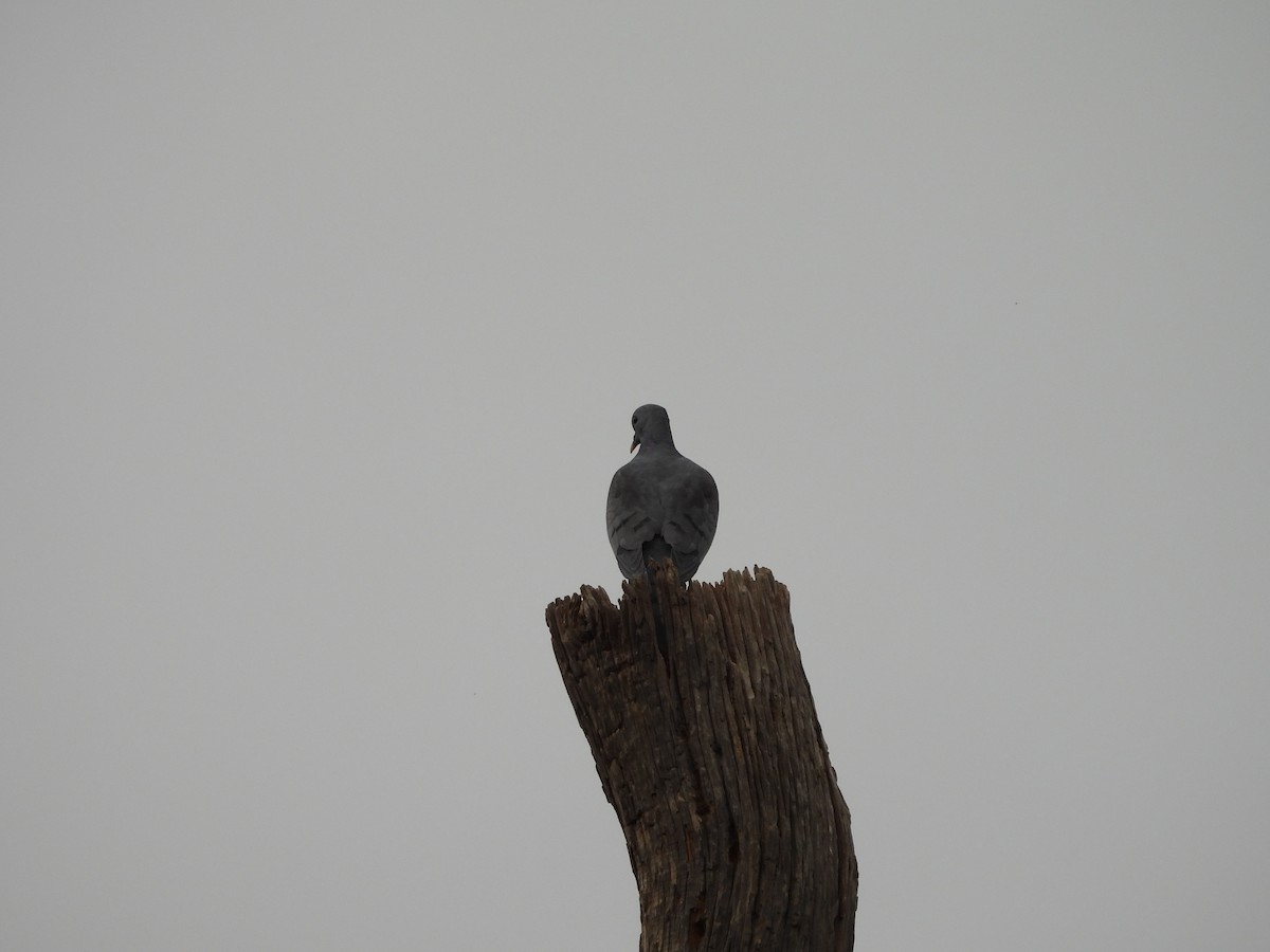 skogdue - ML644305814