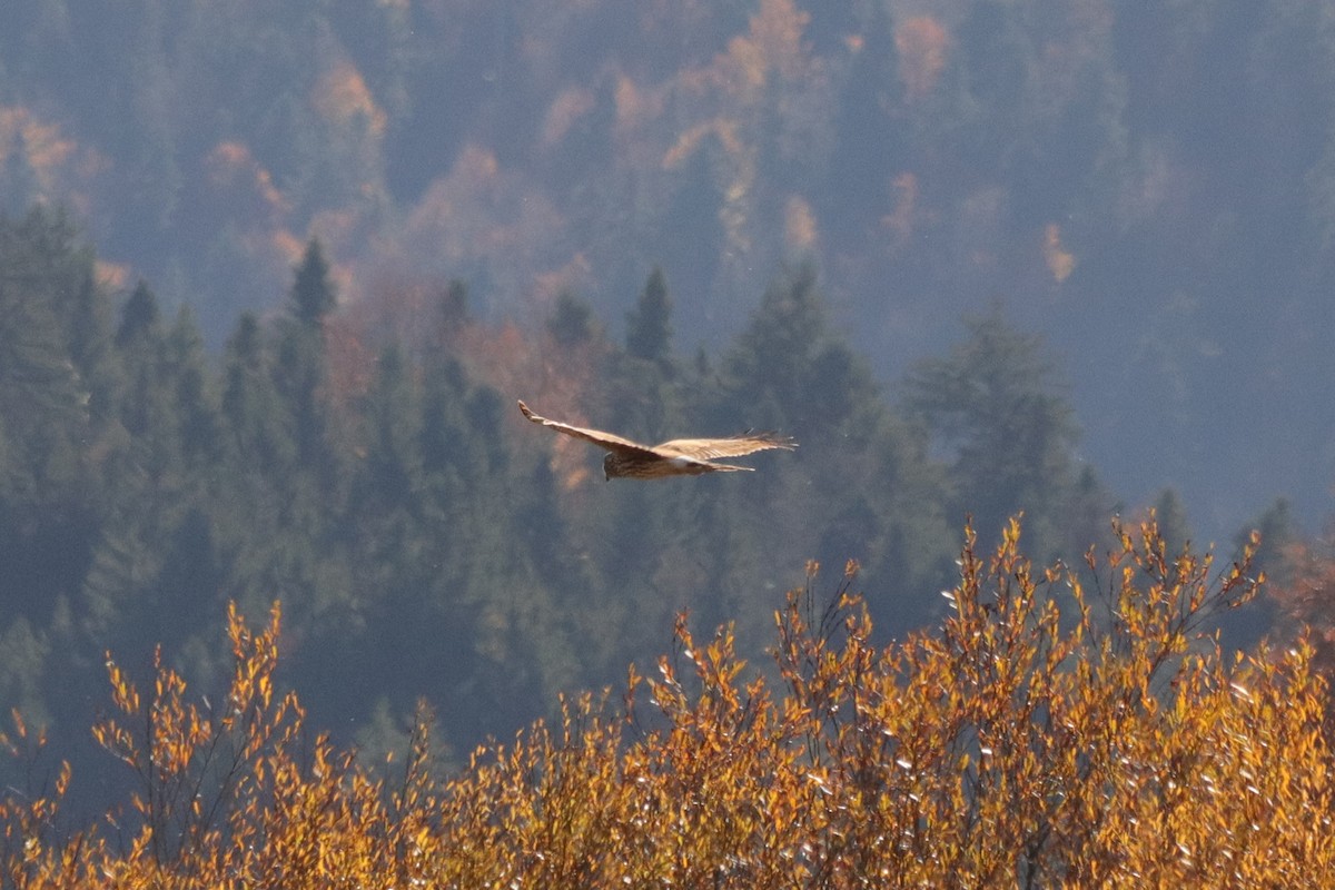 ハイイロチュウヒ - ML644305815