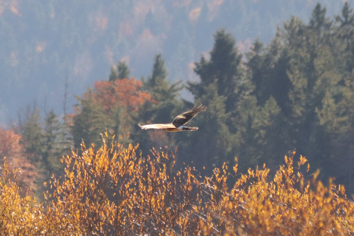 ハイイロチュウヒ - ML644305816