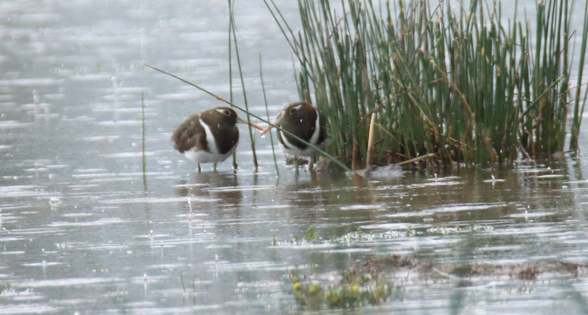 Australian Painted-Snipe - ML644305819