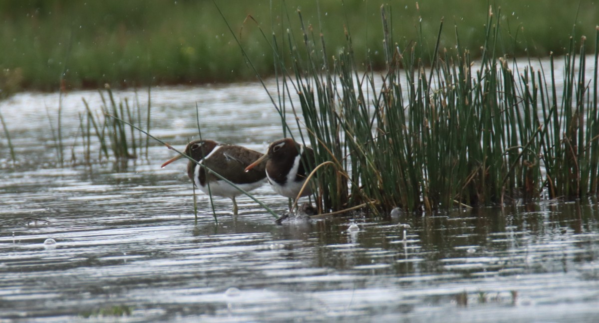 Australian Painted-Snipe - ML644305820