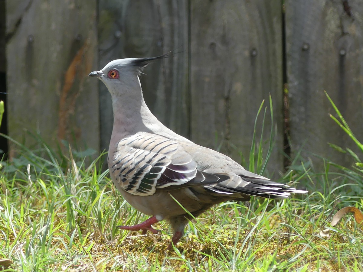 Хохлатый бронзовокрыл - ML644305825