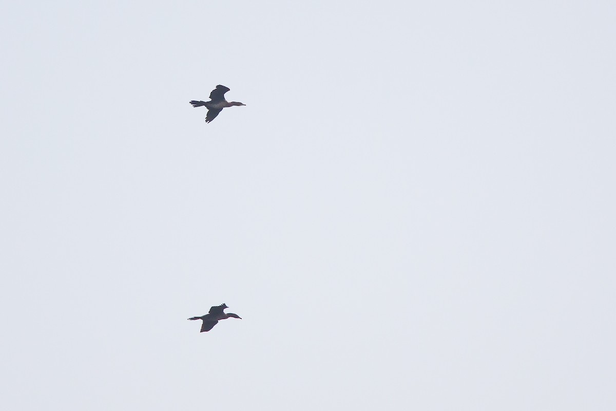 Pygmy Cormorant - ML644305827