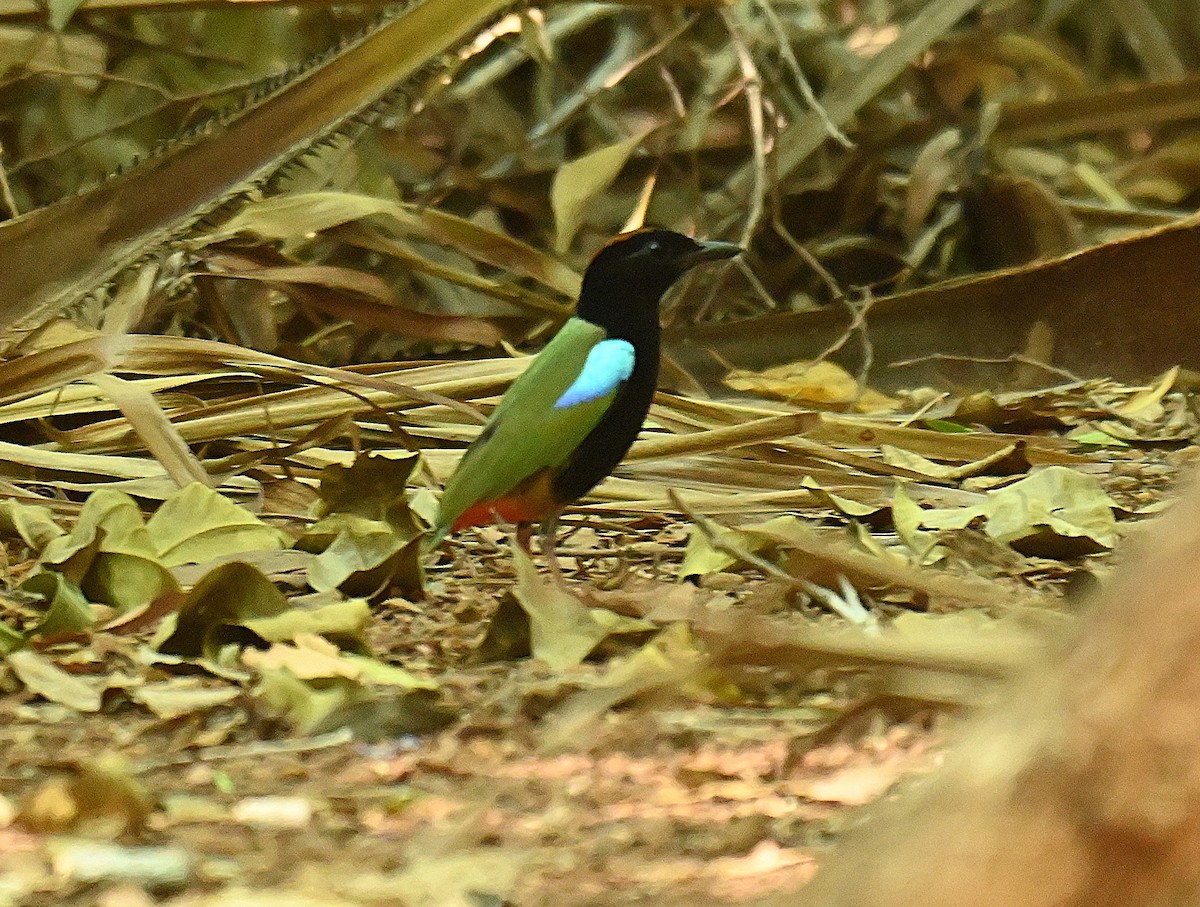 Rainbow Pitta - ML644305830