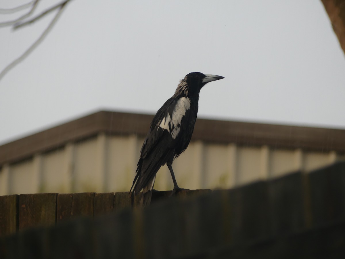 Cassican flûteur - ML644305848