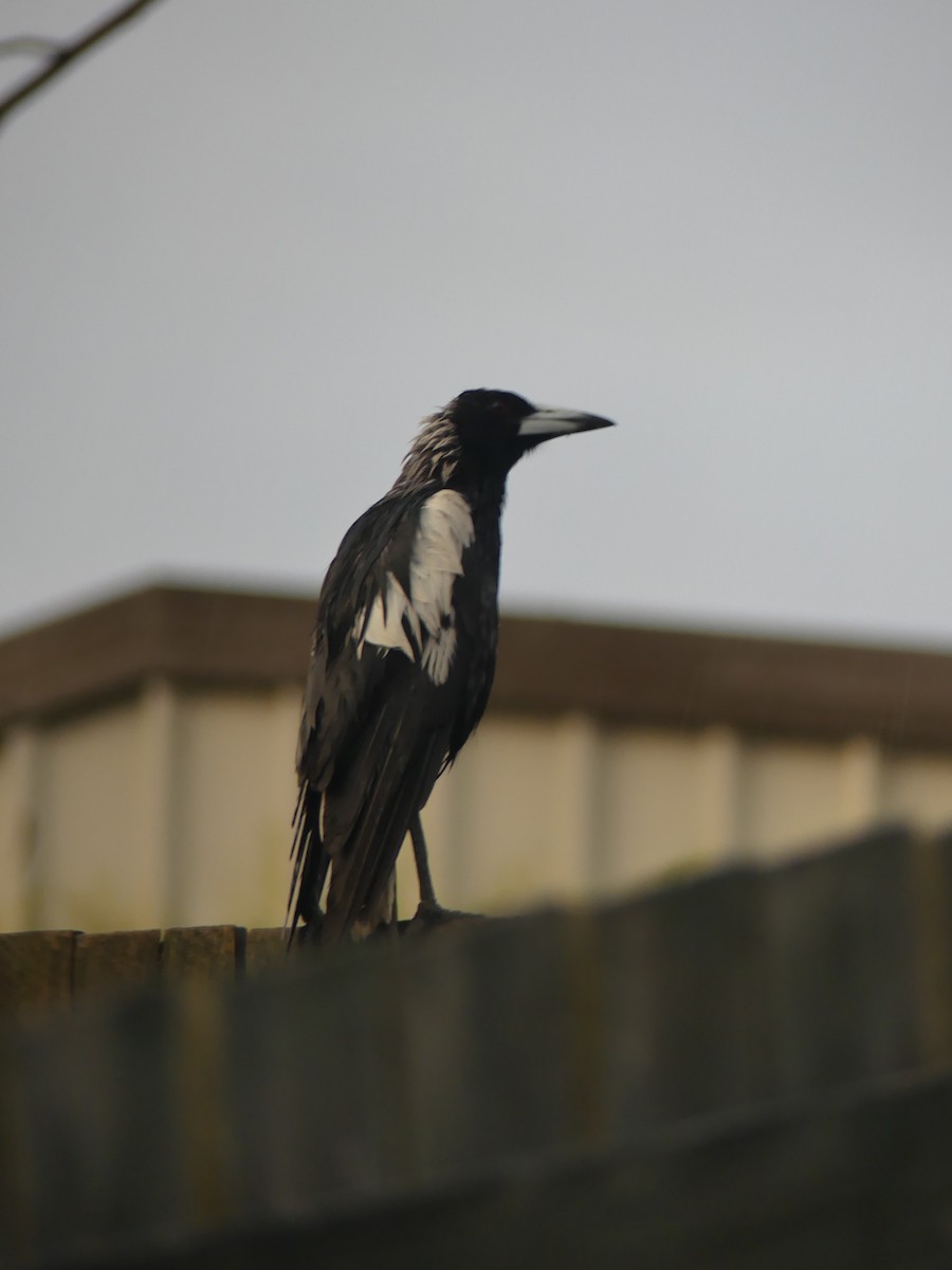 Cassican flûteur - ML644305849