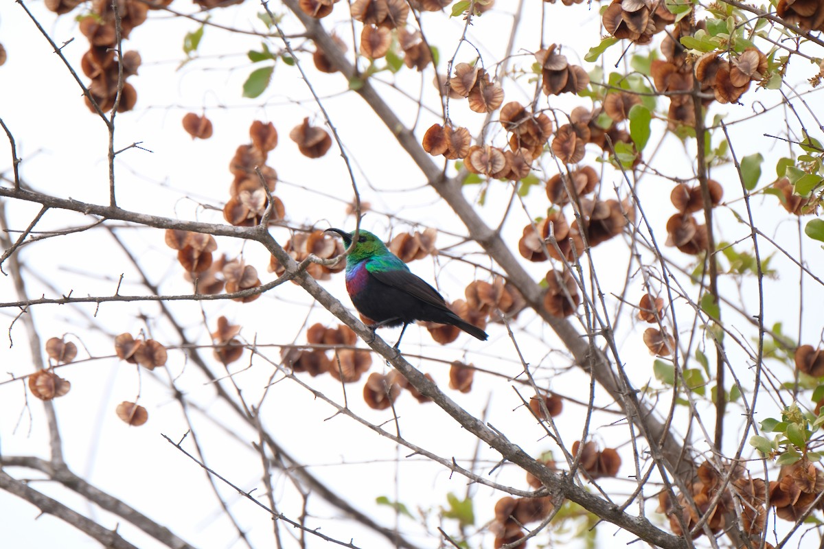 akasiesolfugl - ML644305850