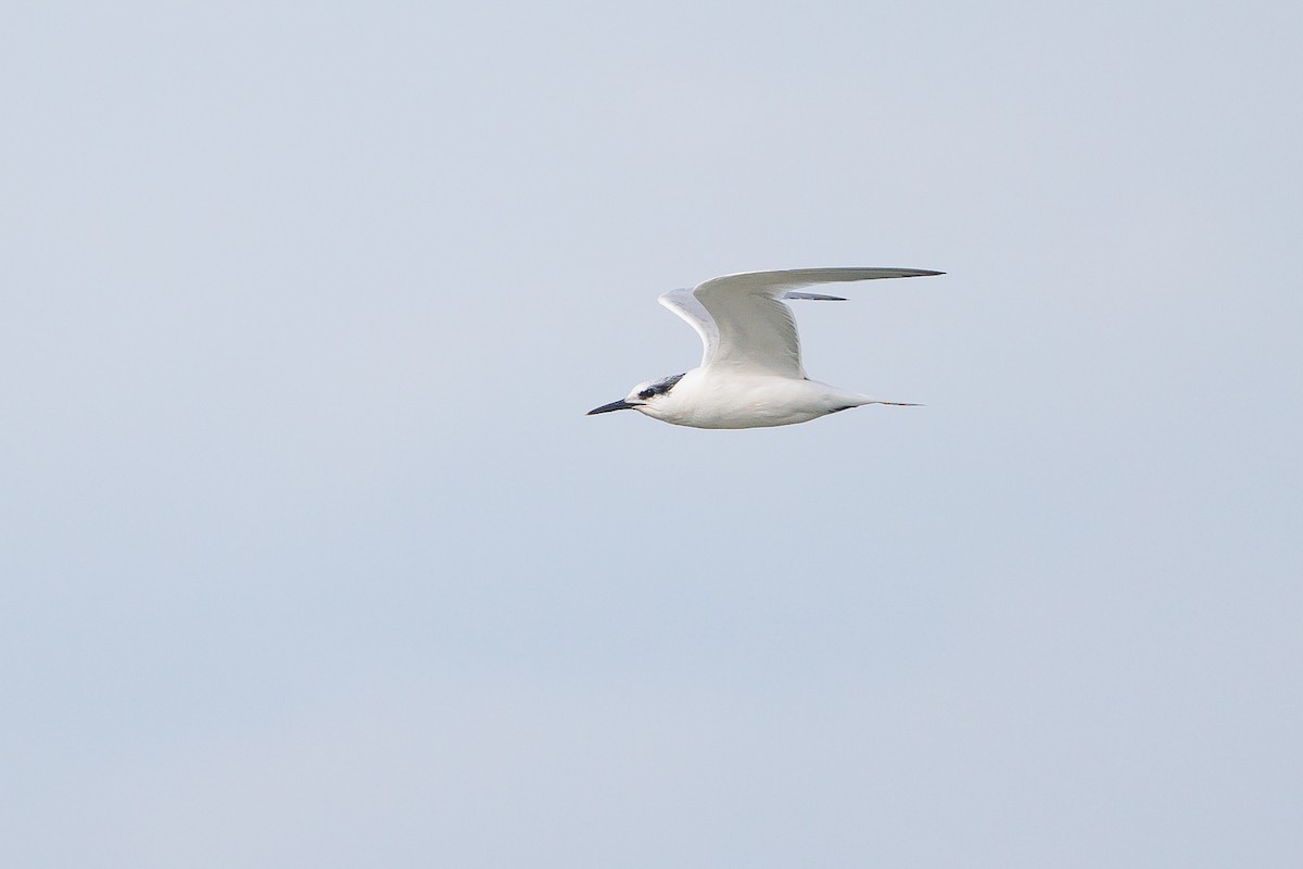 Kara Gagalı Sumru - ML644305862