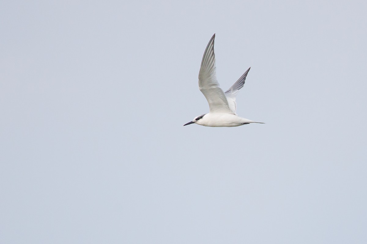 Kara Gagalı Sumru - ML644305863