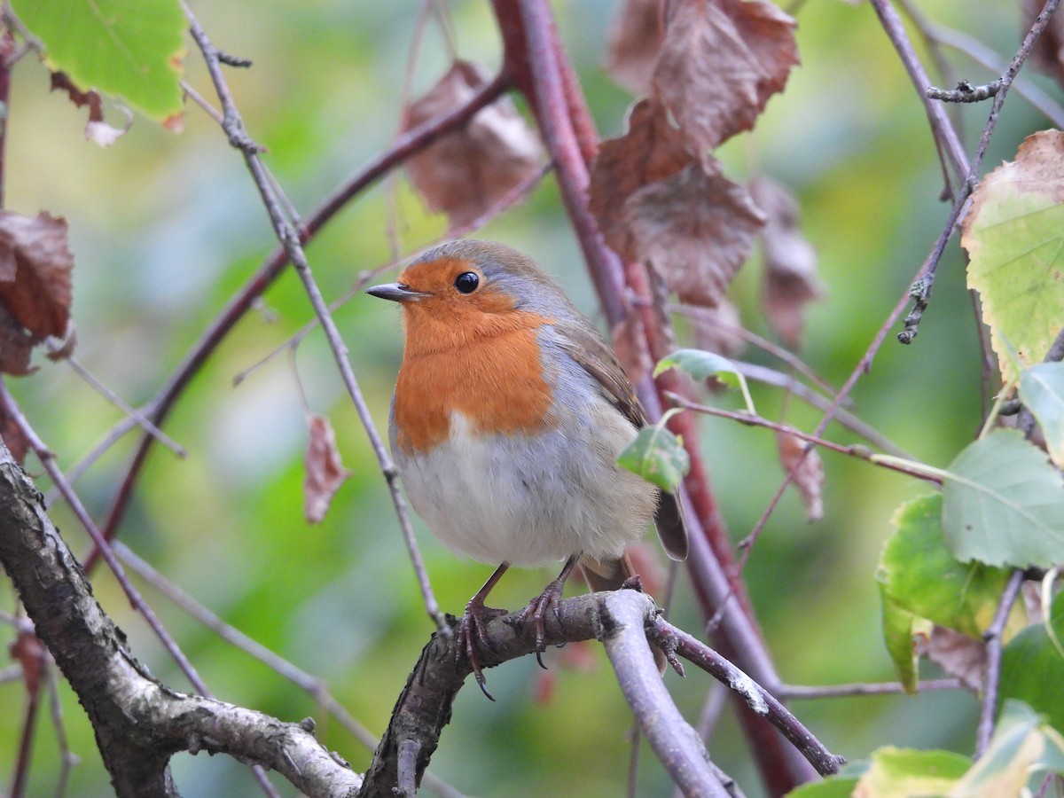 Өрнийн зээрд омруут - ML644305867