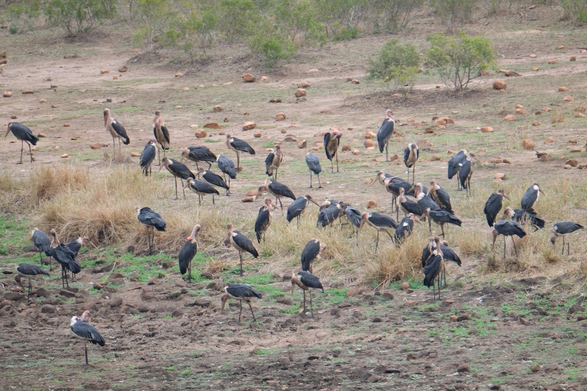 Marabou Stork - ML644305868