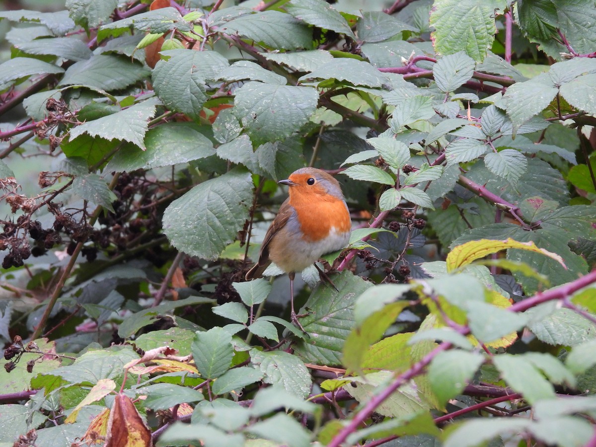 Өрнийн зээрд омруут - ML644305869