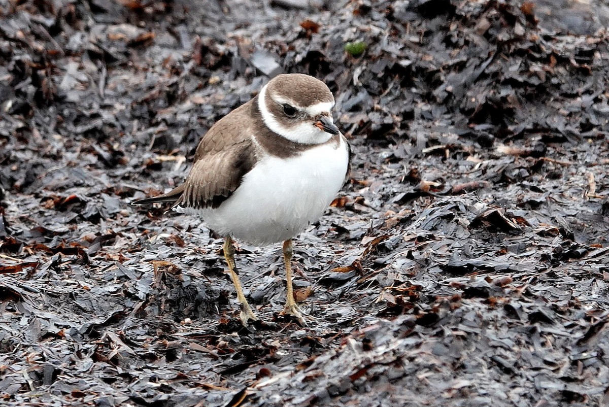Semipalmated Plover - ML644305873