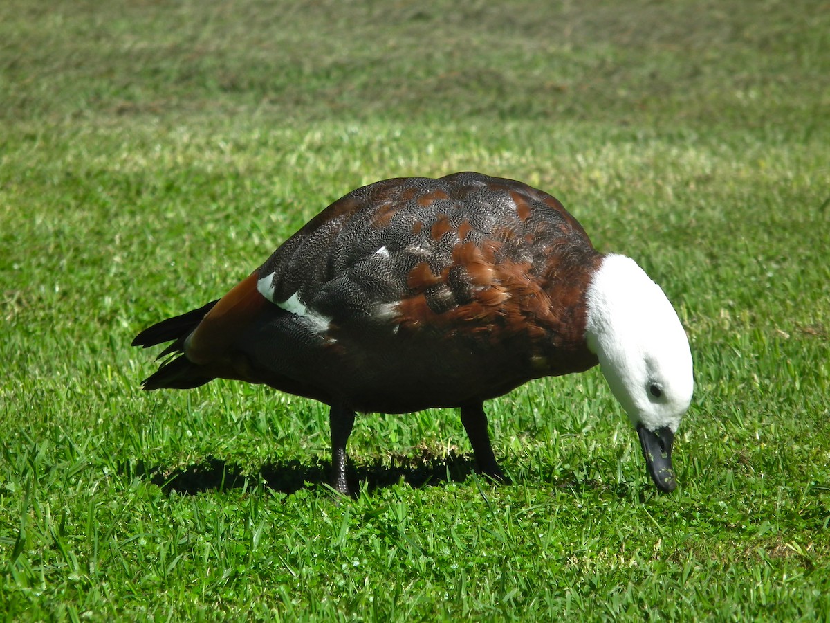 Paradise Shelduck - ML644305884
