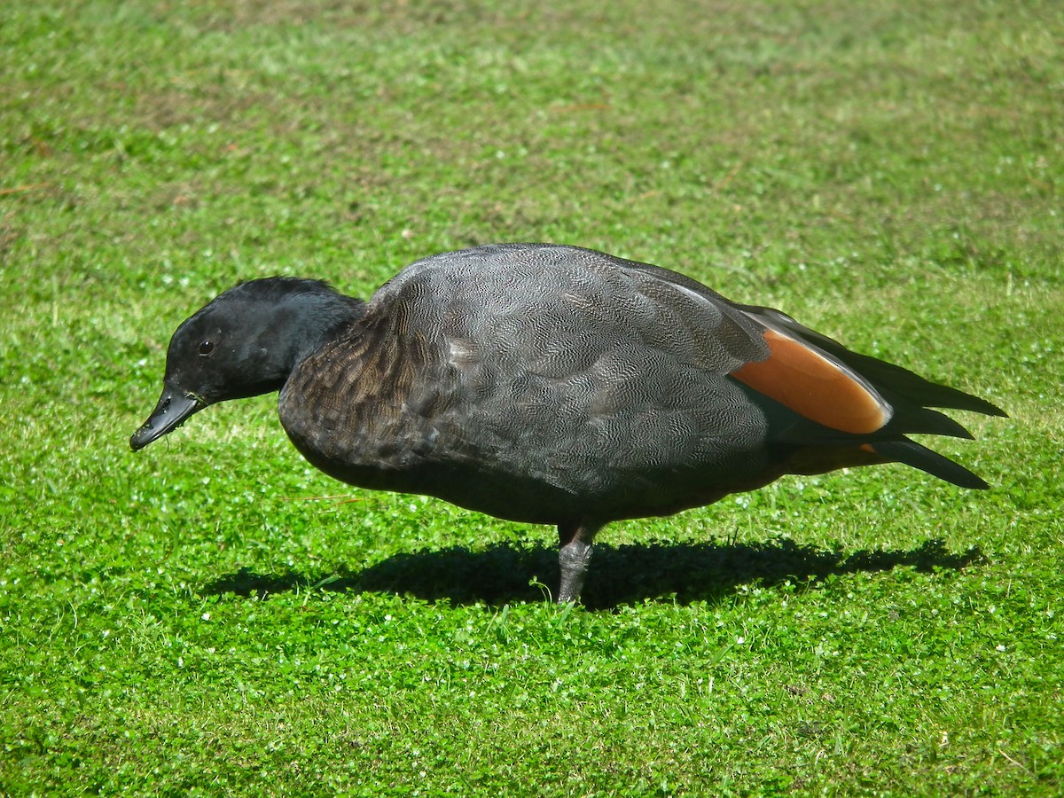 Paradise Shelduck - ML644305885