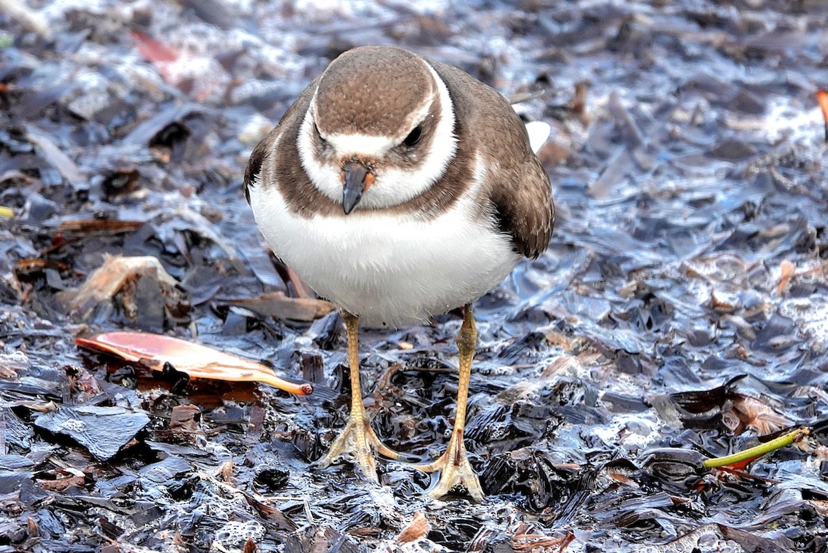 Semipalmated Plover - ML644305892