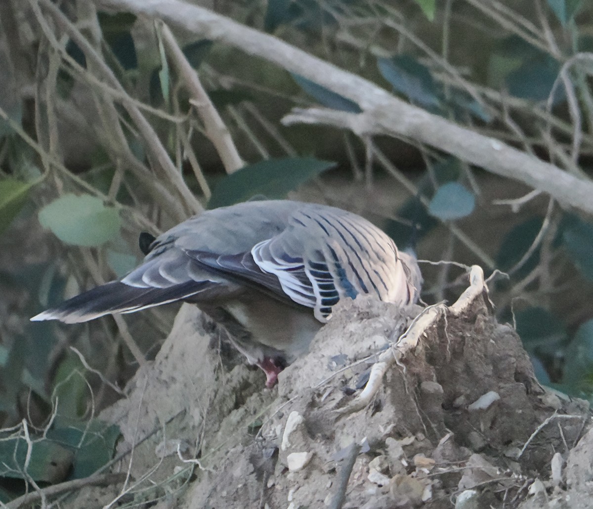 Хохлатый бронзовокрыл - ML644305895