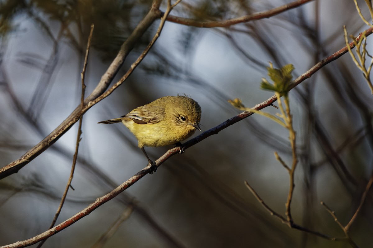 ヒメトゲハシムシクイ - ML644305900