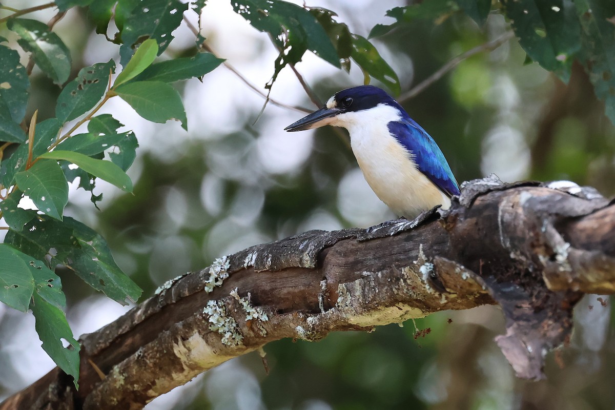 Forest Kingfisher - ML644305901