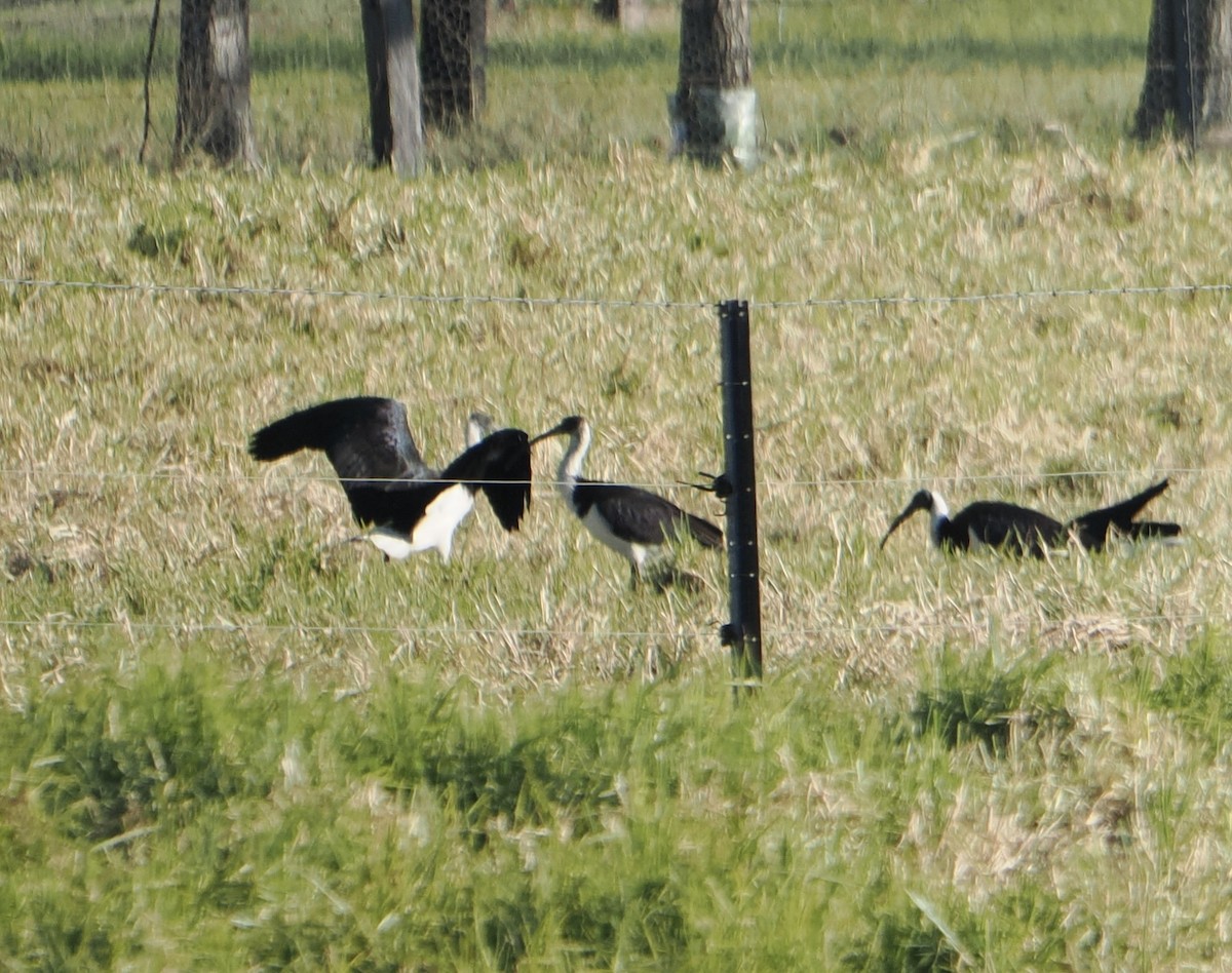 Straw-necked Ibis - ML644305905