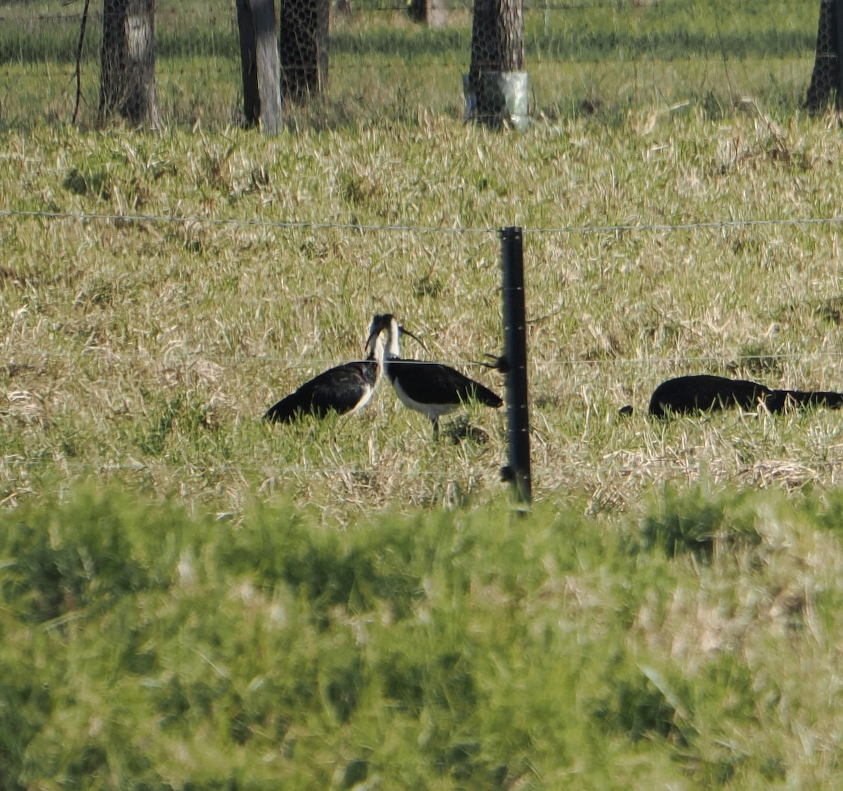Straw-necked Ibis - ML644305906