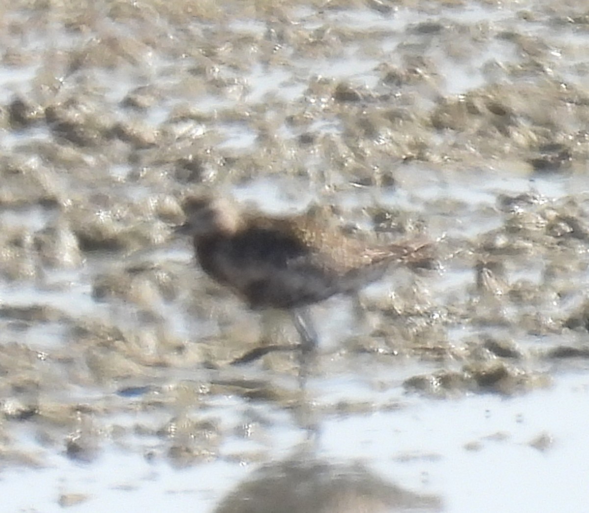 European Golden-Plover - ML644305909